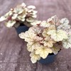 HEUCHERA 18 CM GINGER ALE MÅLSTA